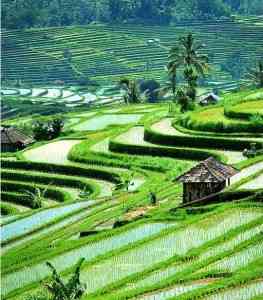 UBUD, em Bali!