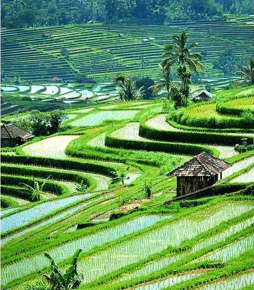 UBUD, em Bali!
