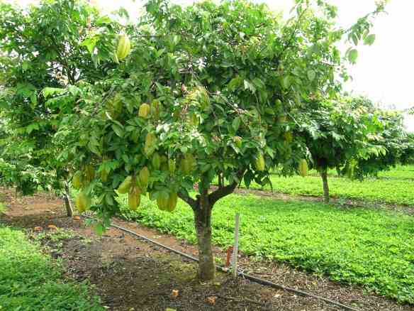 Carambola Tree (2)
