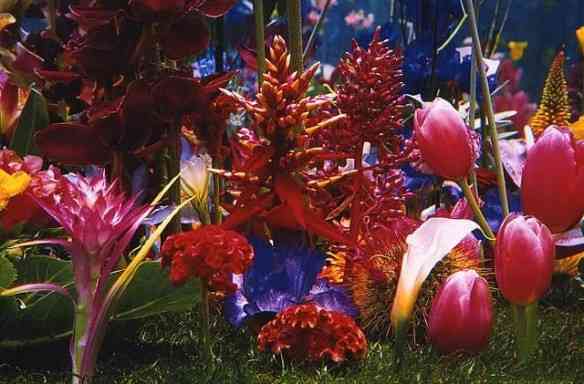 Parecem jardins fantásticos do fundo do mar!