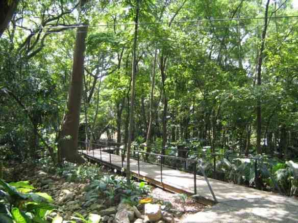 O primo irmão do bosque lá de casa!