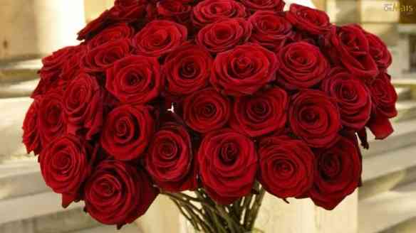 Um mar de rosas pra você!
