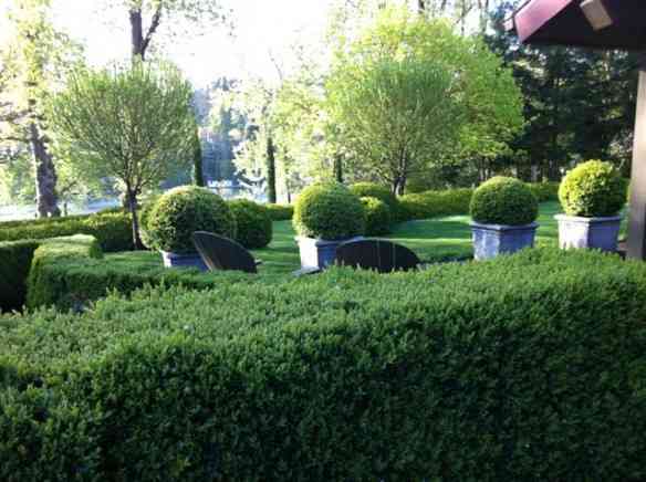 boxwood-sempervirens-hedge-and-globes