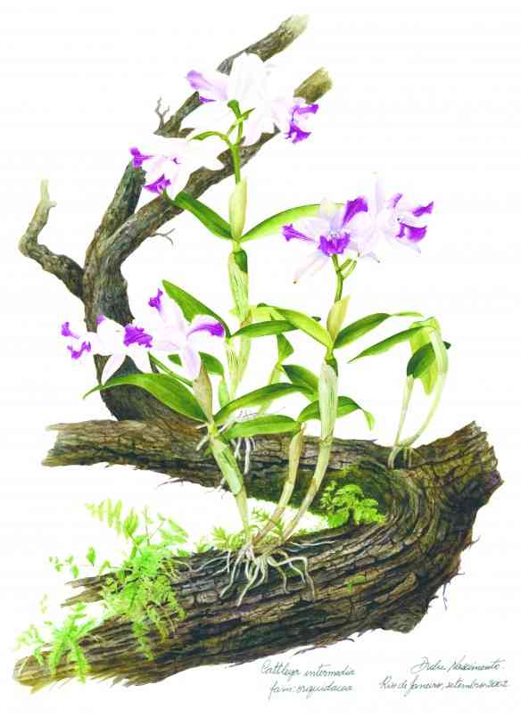 Cattleya intermedia
