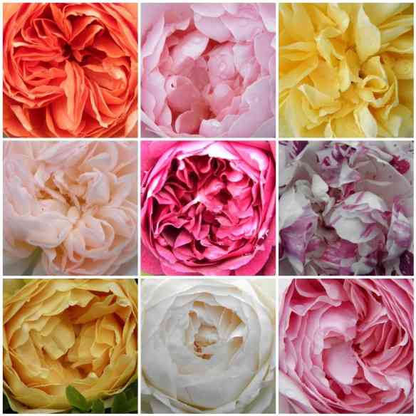 Englis Roses David Austin, mais cheirosas e tem mais pétalas!