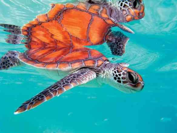 size_590_CG.N_IC-TURT-PL-H-01_med