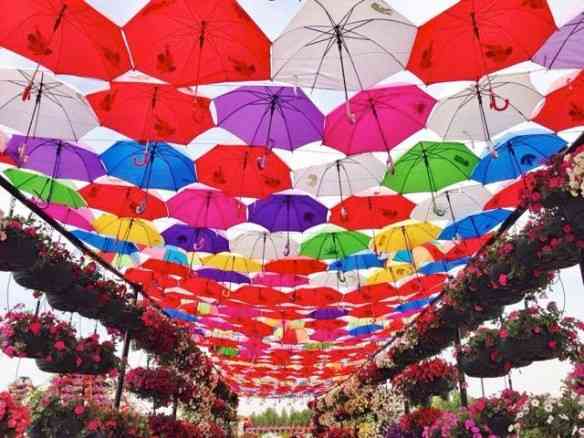 Meu primeiro contato com "Dubai Miracle Garden" foi com esta foto que me deixou intrigada: O que seria esta sui generis cobertura de guarda-chuvas?! 
