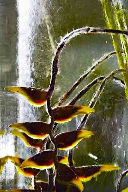 ICED-FLOWERS-S6