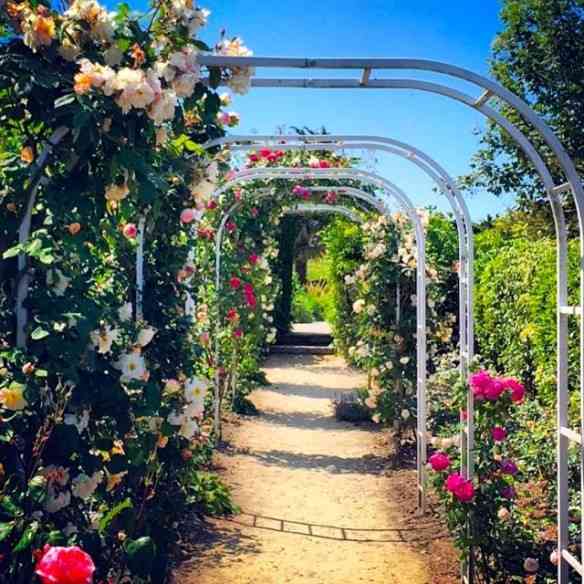 O lindo roseiral do Jardim Dior plantado, inicialmente, pela mãe do costureiro, Madeleine Dior!