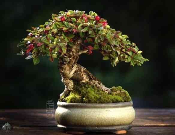 shohin-morten