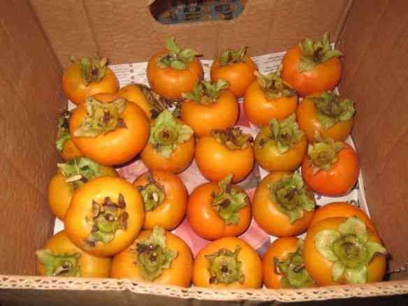 VALE VER DE Novo… DICA DE COMO Amadurecer Caqui!