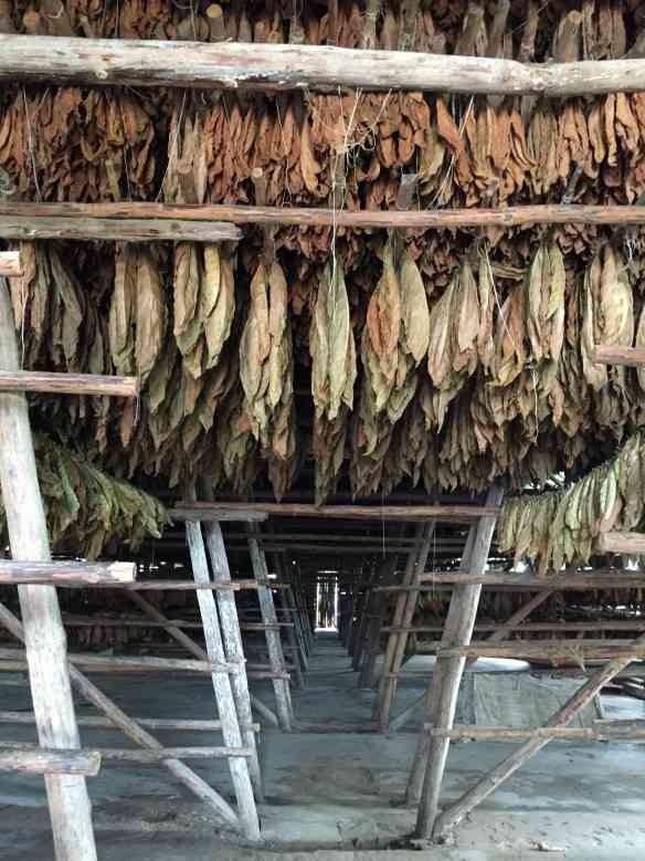 Como os vinhos, o charuto tem várias etapas de produção... Aqui a secagem das folhas!