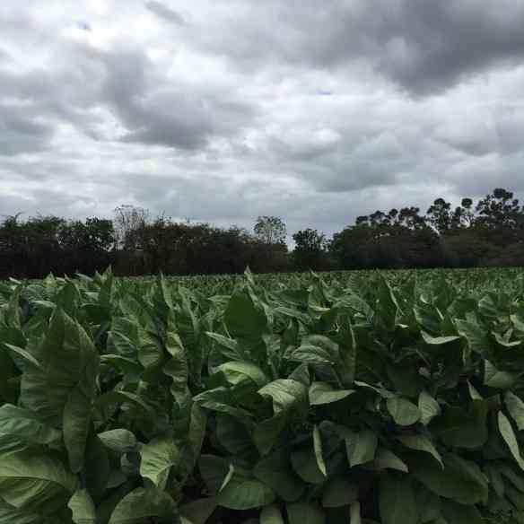Uma plantação do tabaco mais precioso do mundo em Vuelta Abajo!