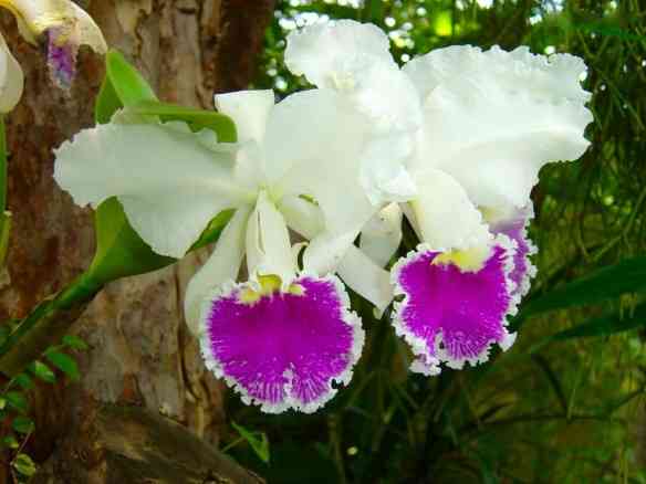 BXK11757_dsc00508-orquideas800