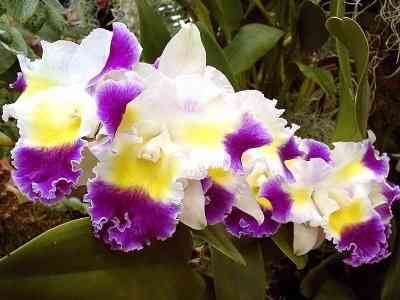 orquideas