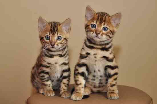 Gato-Bengal