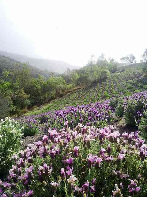 Campo de lavandas do Vale do Cunha: lindo!