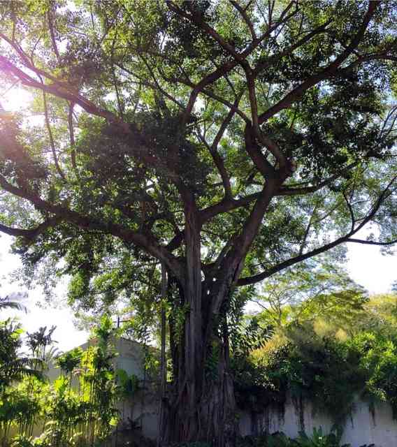 Num almoço lindo, tendo este jardim esplendoroso como testemunha, um detalhe muito criativo chamou a minha atenção...