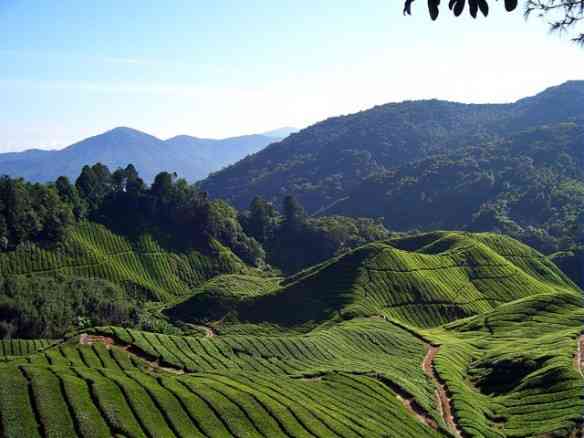 Visual lindo do "Cameron Highlands, em Pahang, no oeste da Malásia: visual lindo!